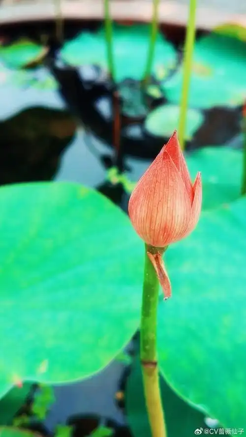 照片, 是这样的自己真实存在过某时某地的证明.