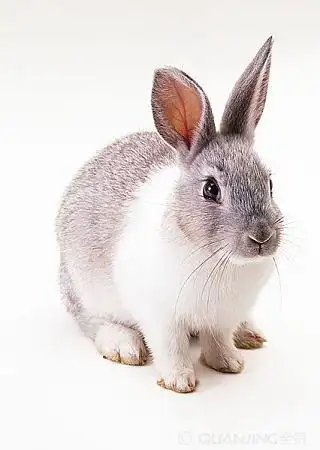 兔子图片_图片大全
