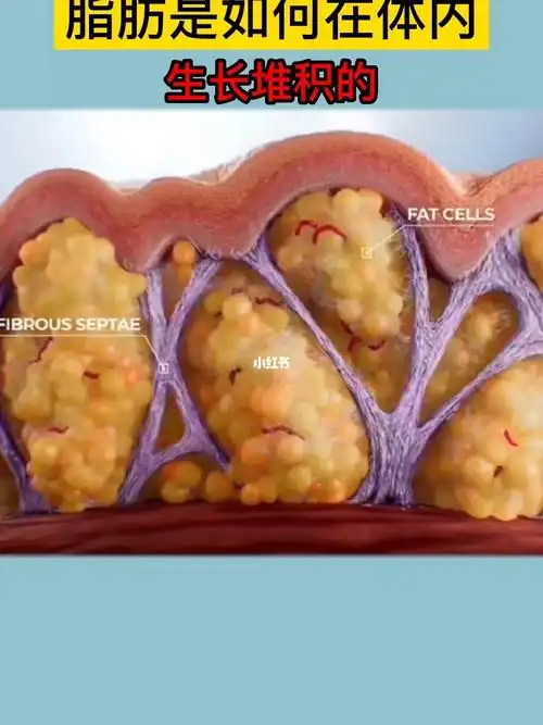 脂肪是如何在体内堆积的
