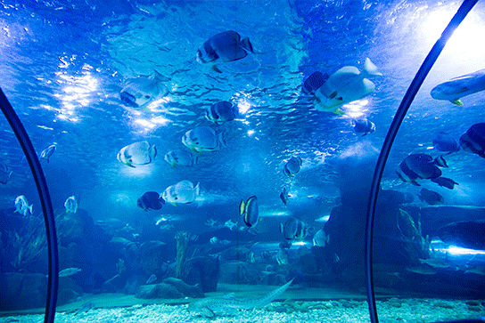 蓬莱海洋极地世界恢复开放的公告 - 烟台文旅云 - 烟台市智慧文旅公共