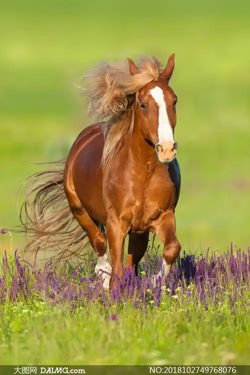 经过一片花丛的马正面摄影高清图片_大图网图片素材