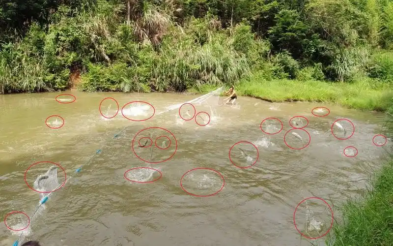 农村大叔养了2年的鱼塘,一网下去,整个鱼塘炸起了水花,真壮观