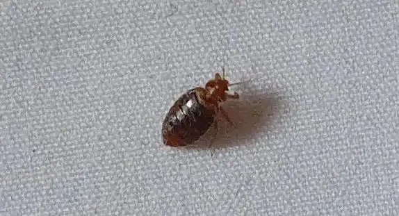 韩国网友竟为报复邻居在二手市场求购吸血臭虫!