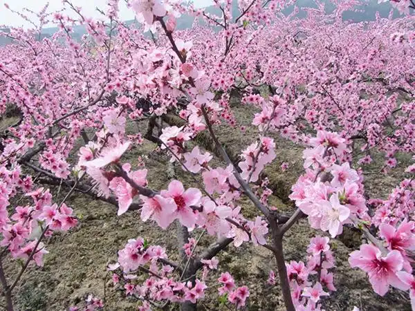 与春天撞个满怀打卡最美春景眉山东坡桃花绽放邀您赴春日的桃红盛宴