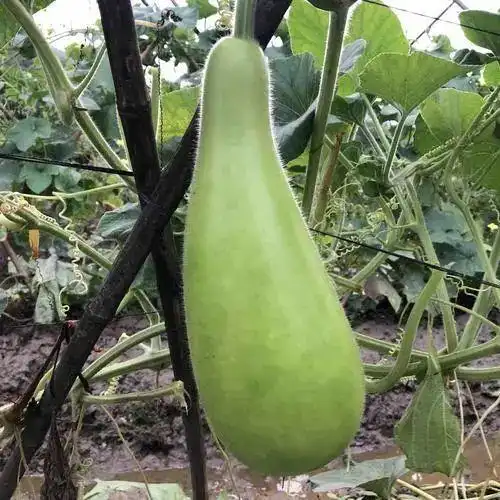 当葫芦与其他植物发生杂交,种植条件不佳,运输或储存不当,不新鲜时,它