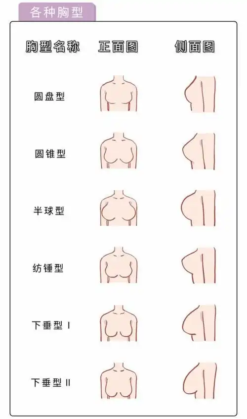 女生的胸长什么样图片乳房构造图各种胸型图片