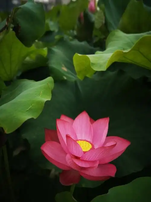 湘潭市工贸中专举行教师荷花摄影颁奖仪式