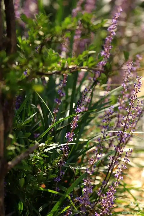 清新淡雅的麦冬花