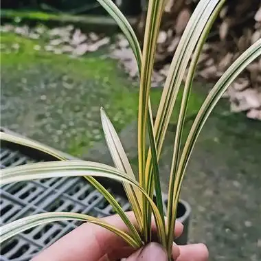 软叶惠兰朱金黄丝稿!