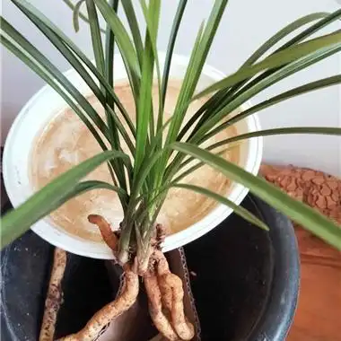 金边兰(5个头) - 中国兰花交易网