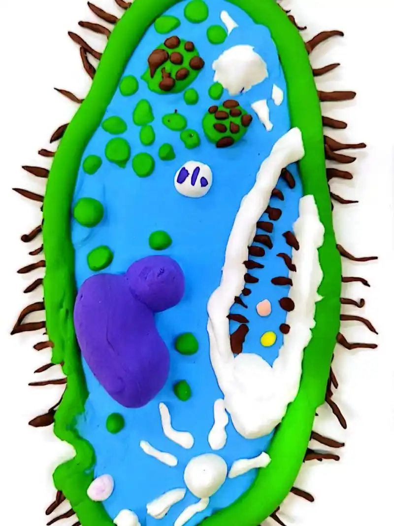 草履虫模型制作 心灵手巧第一波