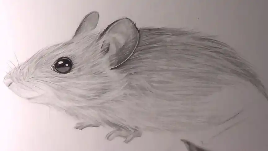 铅笔绘画系列二十一逼真老鼠简单素描
