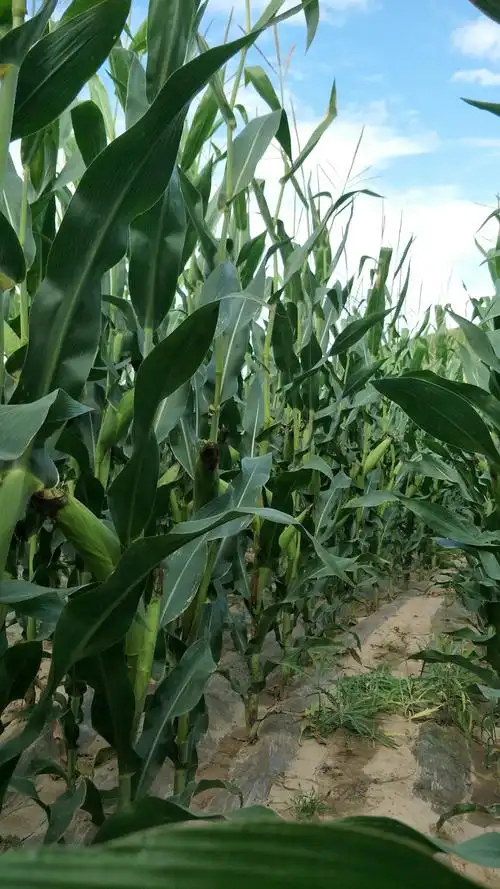 玉米地是儿时捉迷藏的基地