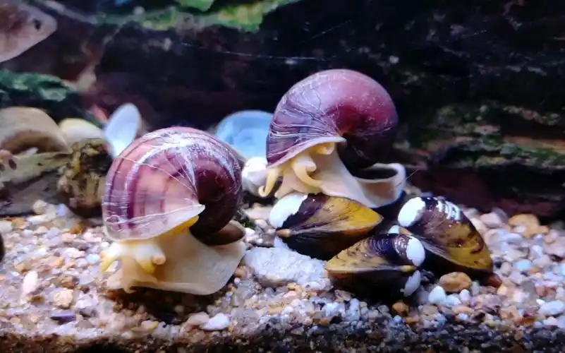 两个憨憨(●—●)紫纹螺