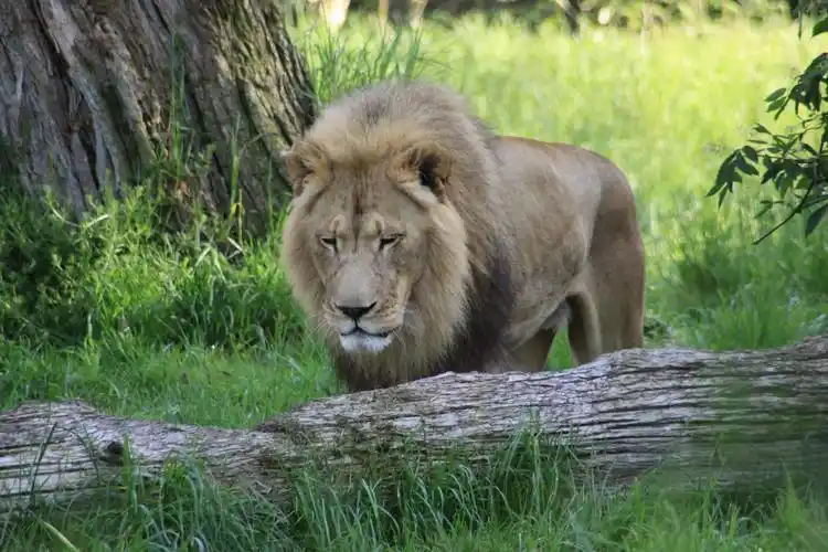 凶猛的狮子图片750x1334分辨率查看