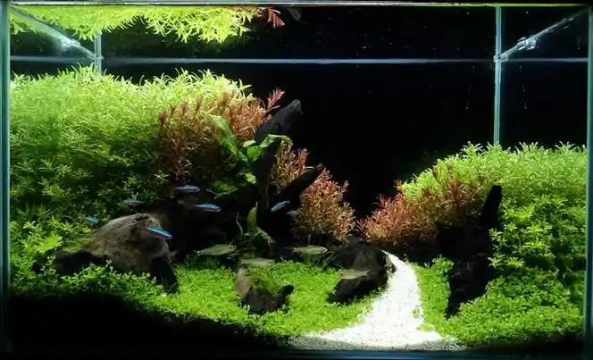 2016年到2018年度的优胜作品草缸赏析(8)