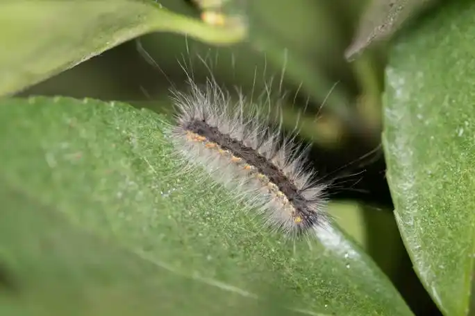 泛滥的"洋辣子"— 美国白蛾