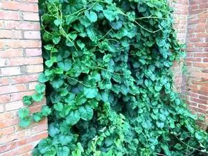 【藤三七花】藤三七花品牌,价格 - 阿里巴巴