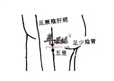 阴廉穴穴位位置图_阴廉穴的功效与作用_疗法及注意事项_苹果绿