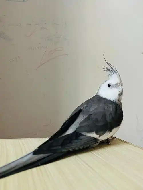 黑牛玄凤牛牛真耐看