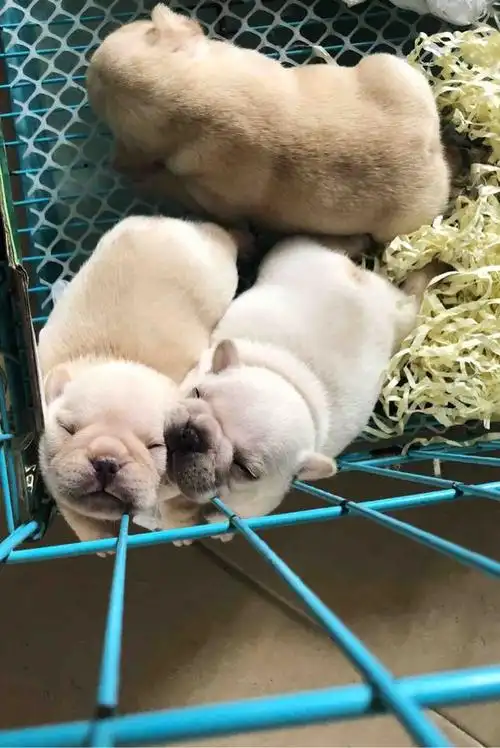 记录贴威龙的奶油法斗宝宝小牛牛健康成长