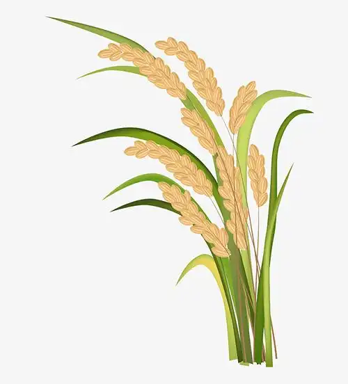 稻田水稻手绘稻谷麦穗(3334x3678x300)