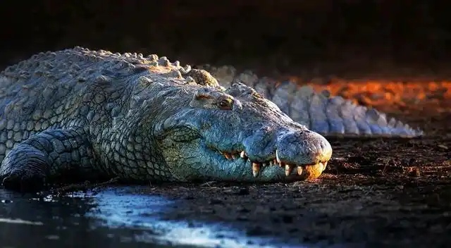 虎王kzt085能不能打过鳄鱼王古斯塔夫为什么