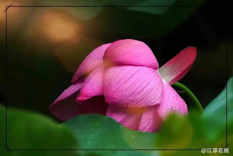 又是一年荷花开雨后的荷花沾上露珠甚美