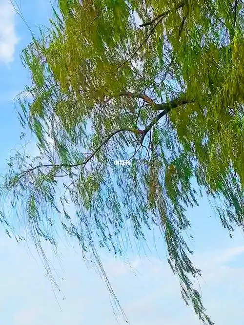 风吹柳树  #风吹柳树随风飘  #武汉沙湖公园
