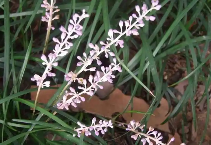 水麦冬属, a href="#" data-lemmaid="5370984">水麦冬科 /a>,约1种