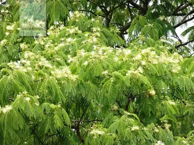 楹树albizia chinensis