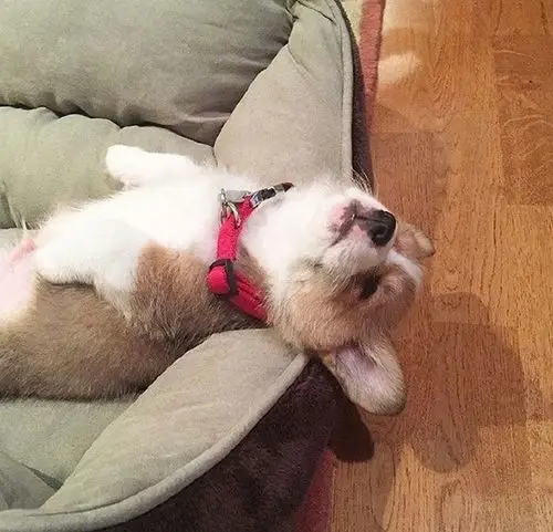 睡迷糊的小奶狗,可爱又搞笑!