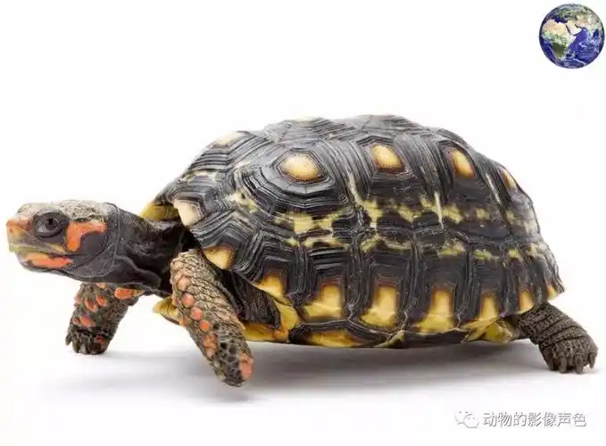 在中国最受欢迎的宠物龟,养好了能给你养老送终