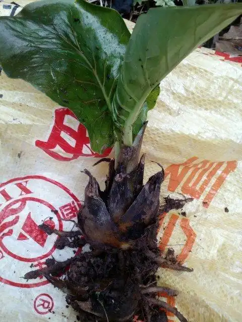 有谁知道我荞麦叶大百合的药用价值?