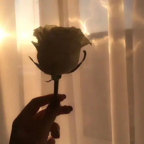 朋友圈背景图 手机壁纸 鲜花 意境图片