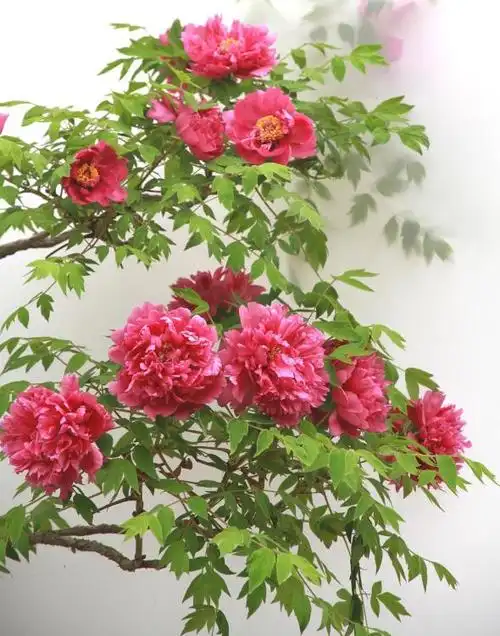 3米高的牡丹树,开花满院子飘香,太壮观了!