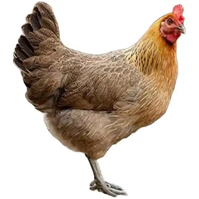 麻羽土鸡下蛋王 - 抖音