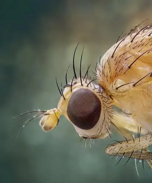 短小精悍的具芒状触角为蝇类所特有,其上有一刚毛状或芒状的触角芒