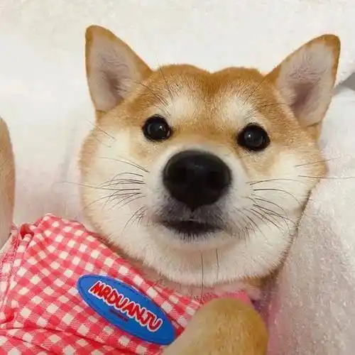 喜欢轻松的头像