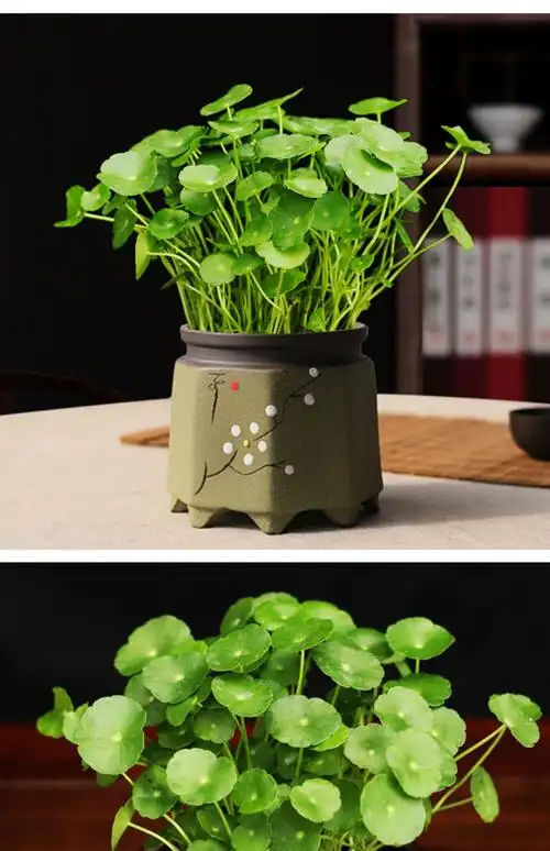 【青意萱】青意萱铜钱草盆栽 大号厚德载物紫砂盆铜钱草(爆盆) 带盆栽