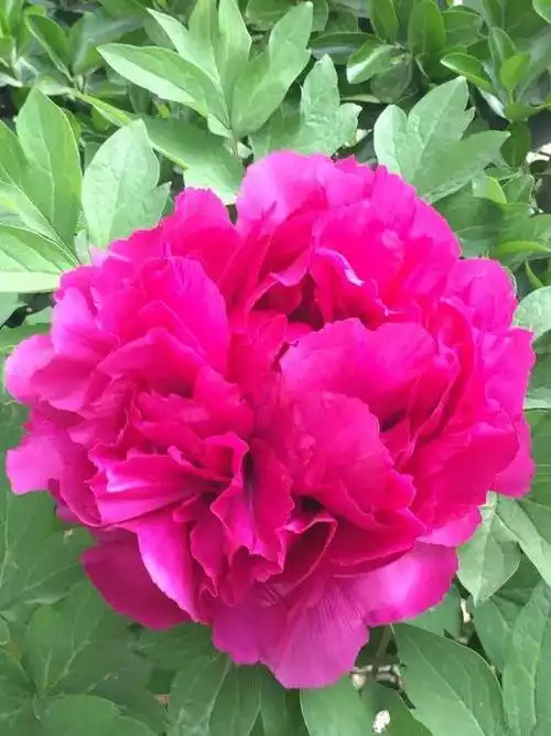 各种颜色的牡丹花什么颜色的牡丹花