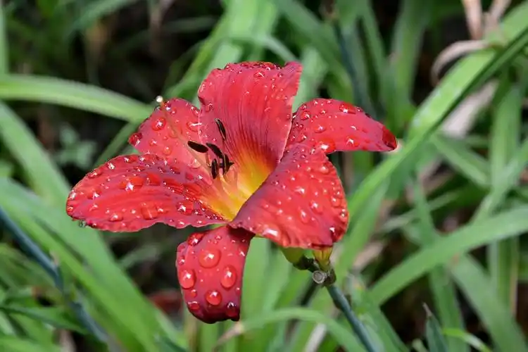红色萱草花图片花卉鲜花花朵萱草花萱草