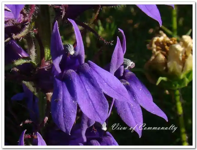宿根六倍利泛蓝