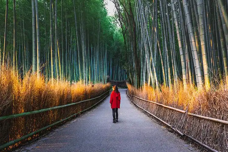游客在日本京都岚山竹林散步图片