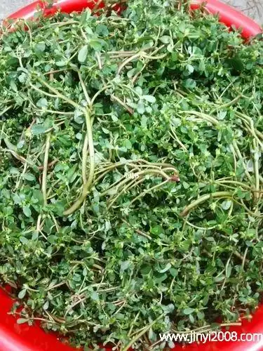 瓜子菜的功效与作用