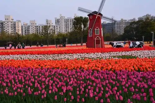 上海静安大宁郁金香公园