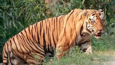 远东北亚巨虎的自频道-优酷视频
