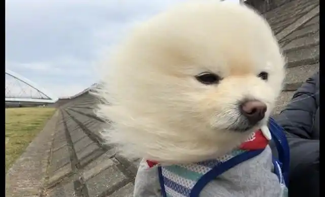 网友带博美去散步遇到大风,它的毛发都被吹直了,狗:吹啊吹啊!