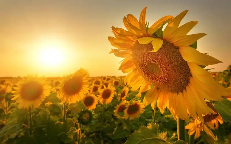 治愈系唯美向日葵图片_向着太阳顽强生长