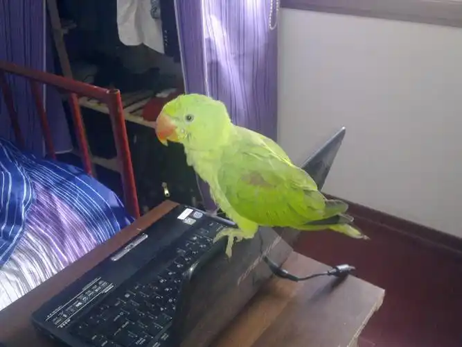 今天家里飞来只鹦鹉.请问是什么鹦鹉呢?